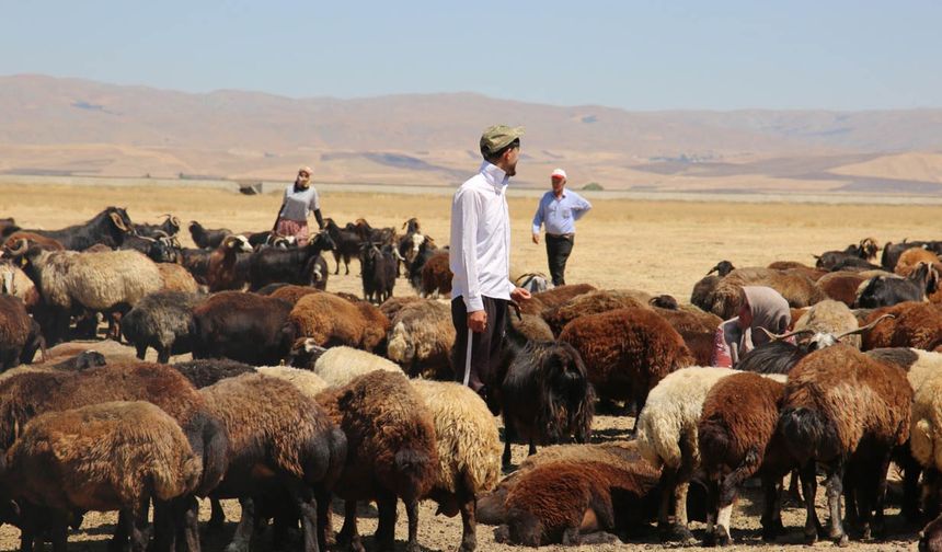 Muş Ovası’nda bu kez erkek Berivanlar kolları sıvadı