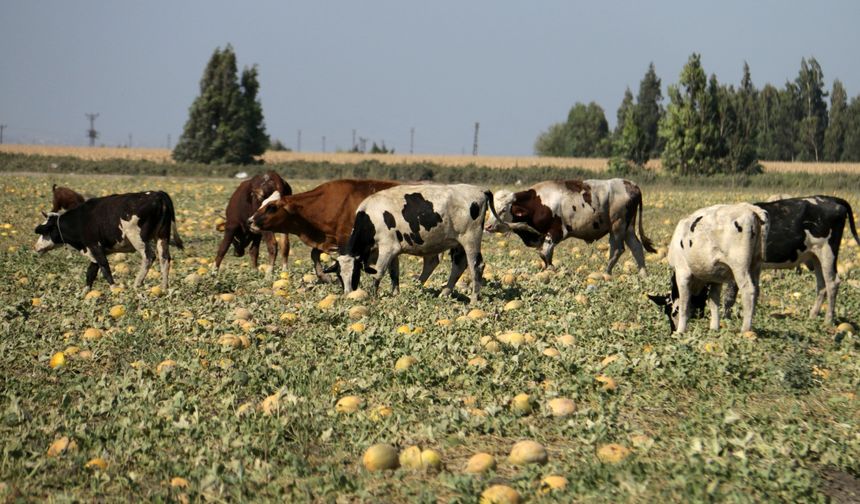 300 dönüm arazideki kavun hayvanlara yem oldu