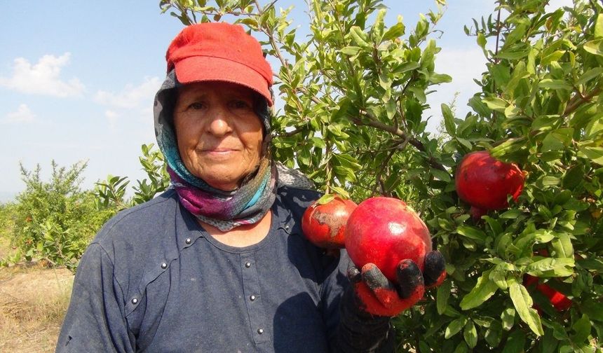 Yılın ilk erkenci nar hasadı yapıldı