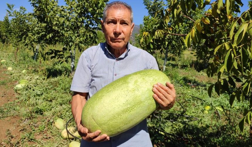 Türkiye’de ilk! Karpuzun da pekmezini yaptılar