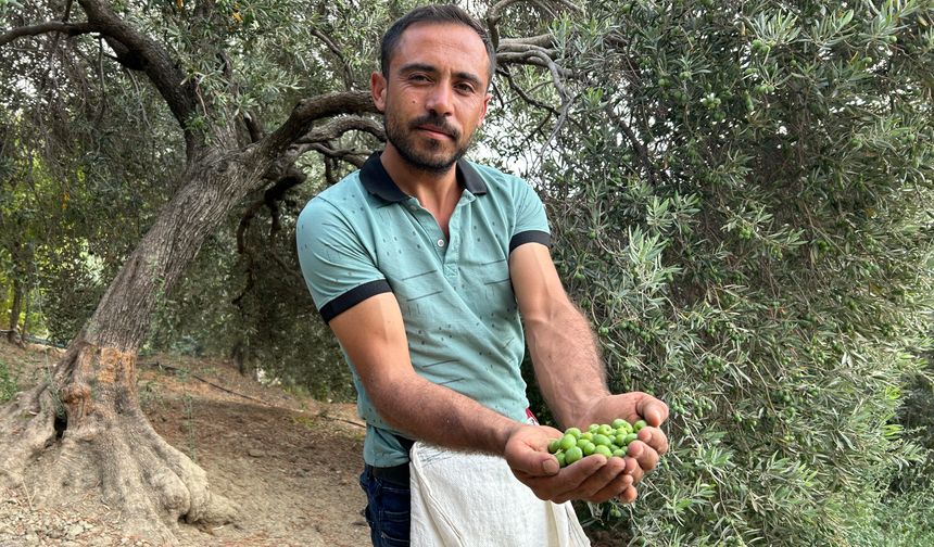 Deprem bölgesinde yüz güldüren hasat