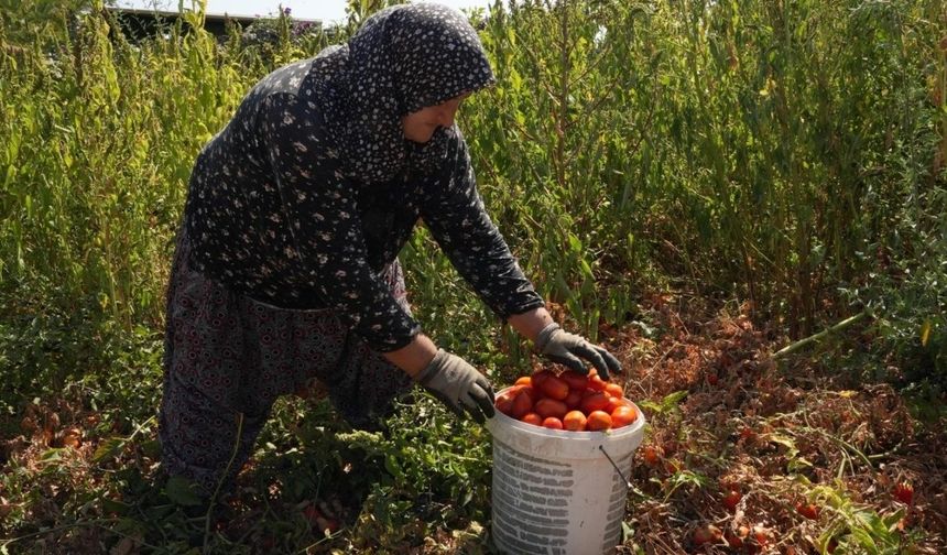 Domatesi tarlada kalan çiftçi, ürünlerini ihtiyaç sahiplerine bağışladı