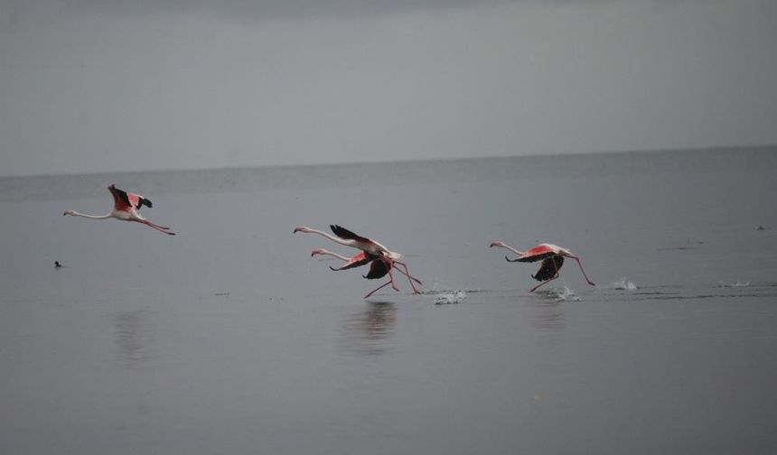 Flamingolardan görsel şölen