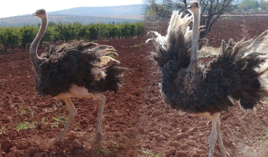 Suriye sınırını delen deve kuşu Kilis’te yakalandı