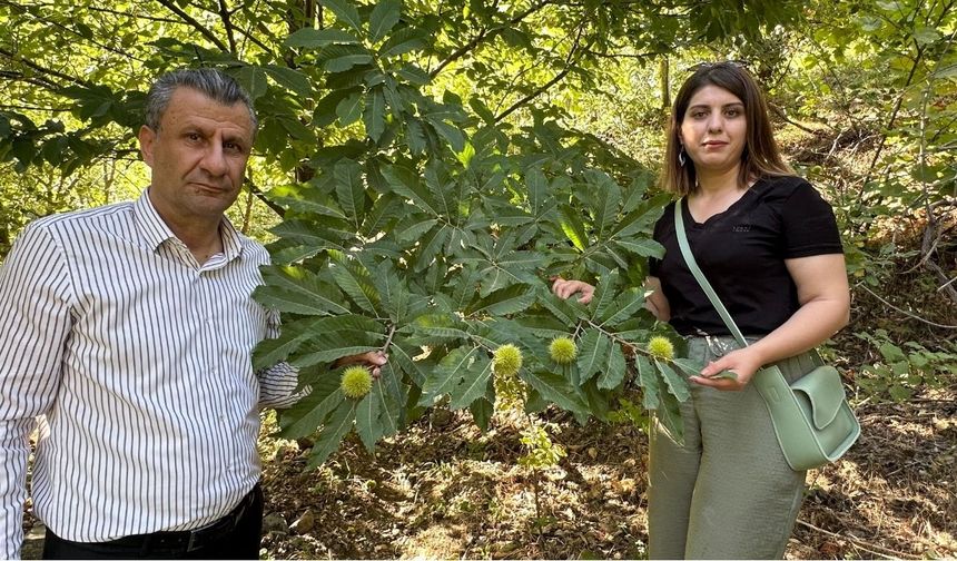 Hakkari Yüksekova ilk defa kestaneyle tanıştı