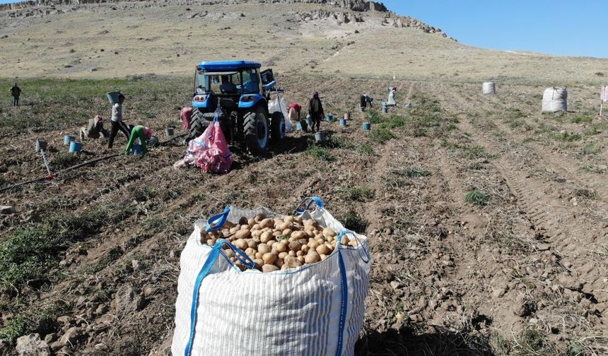 Patates tarlada 2, pazarda 10 lira