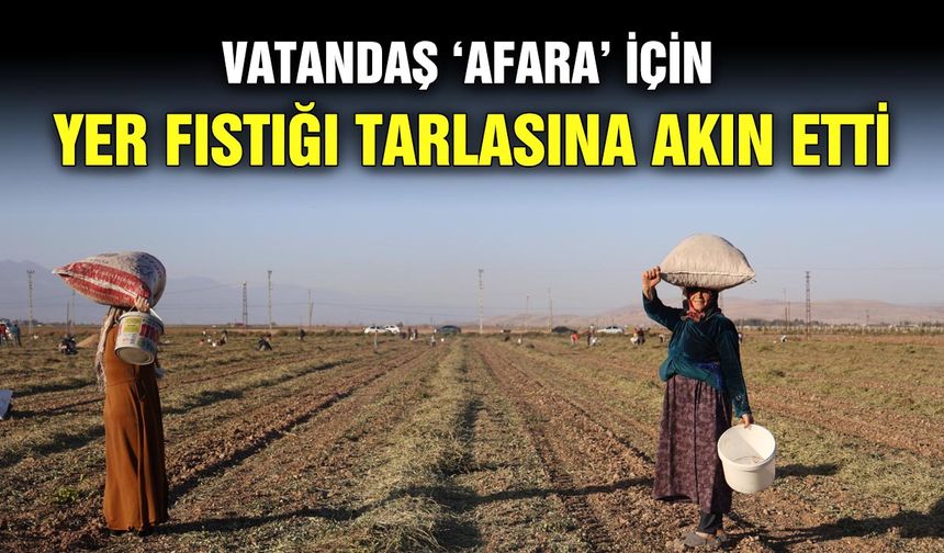 Vatandaş ‘afara’ için yer fıstığı tarlasına akın etti