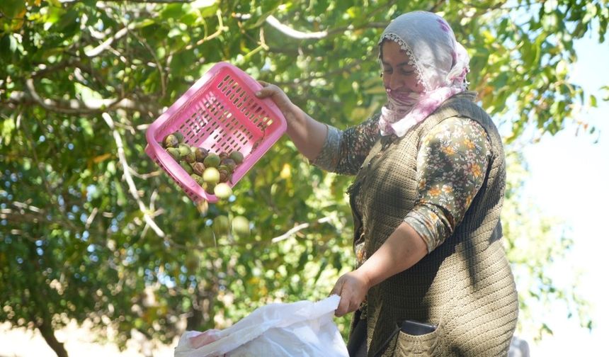 Muş’un bu köyünde 109 yıldır aynı ritüelle ceviz hasadı yapılıyor