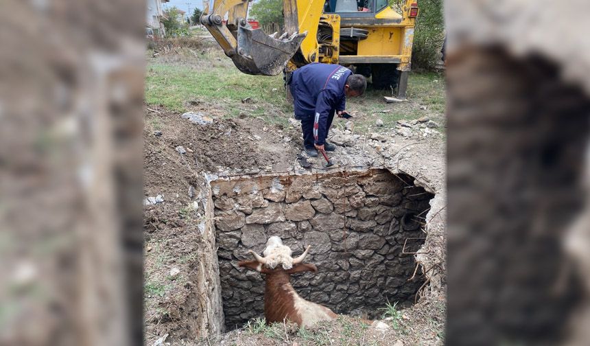 Çukura düşen inek vinç yardımıyla kurtarıldı