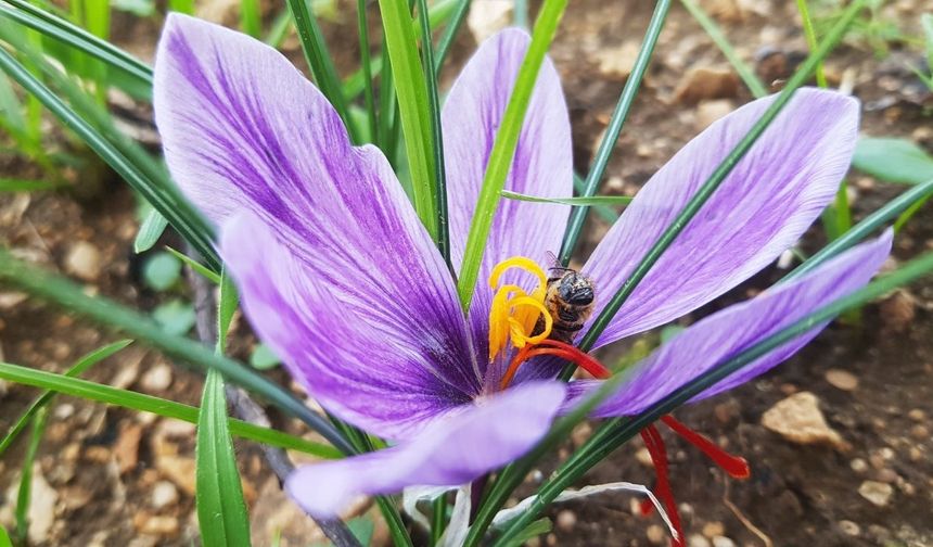 Dünyanın en pahalı baharatı Safranbolu’da çiçek açtı