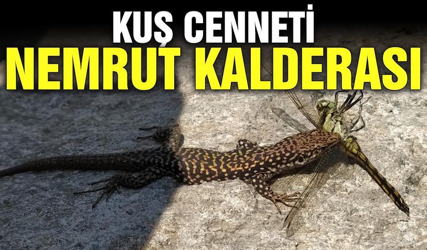 Kuş cenneti Nemrut Kalderası