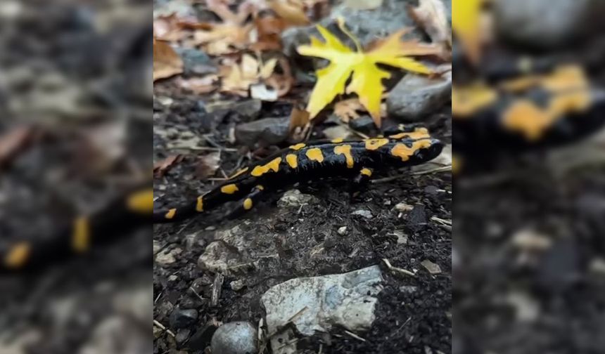 Nesli tükenmekte olan semender Adana’da görüldü