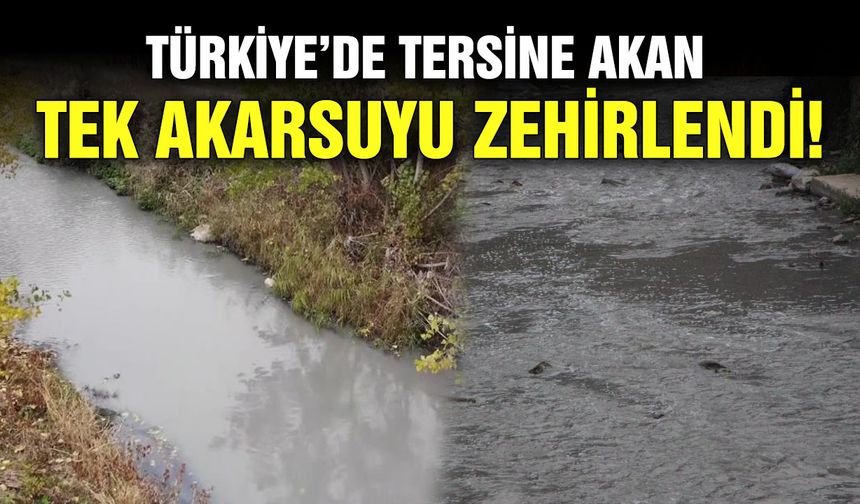 Türkiye’de tersine akan tek akarsuyu zehirlendi!