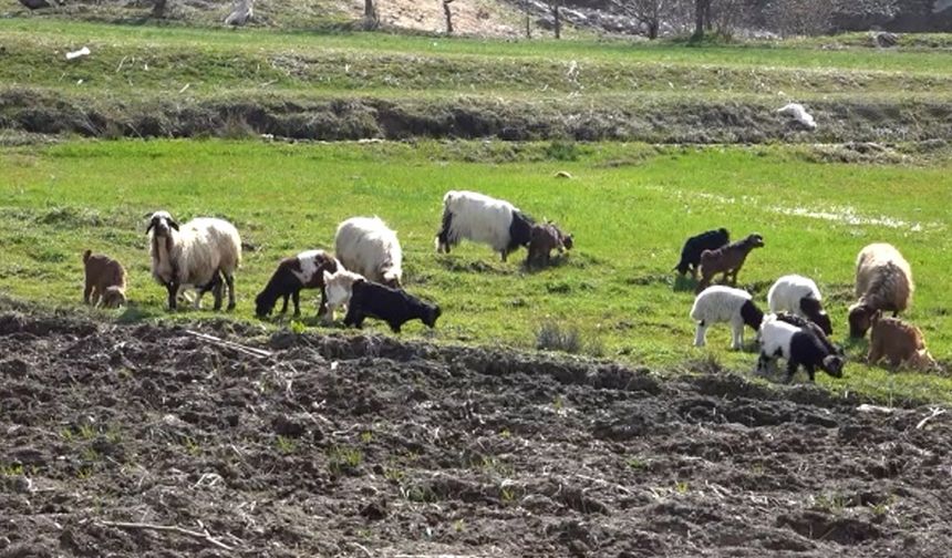 Kuzu ve oğlaklar meralarla buluştu