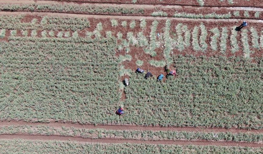 Saç dökülmesi, kabızlığa iyi geliyor: Şifa deposunda hasat zamanı