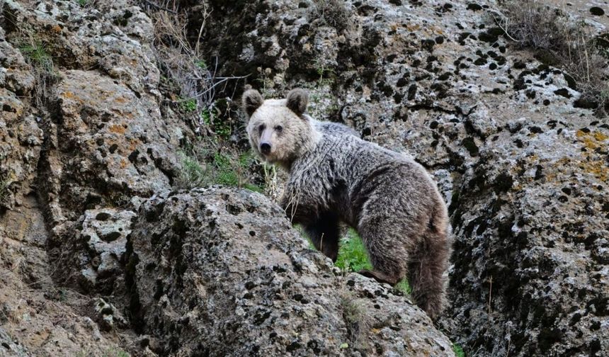 Ayı saldırısına uğrayan kişiyi köpekler kurtardı
