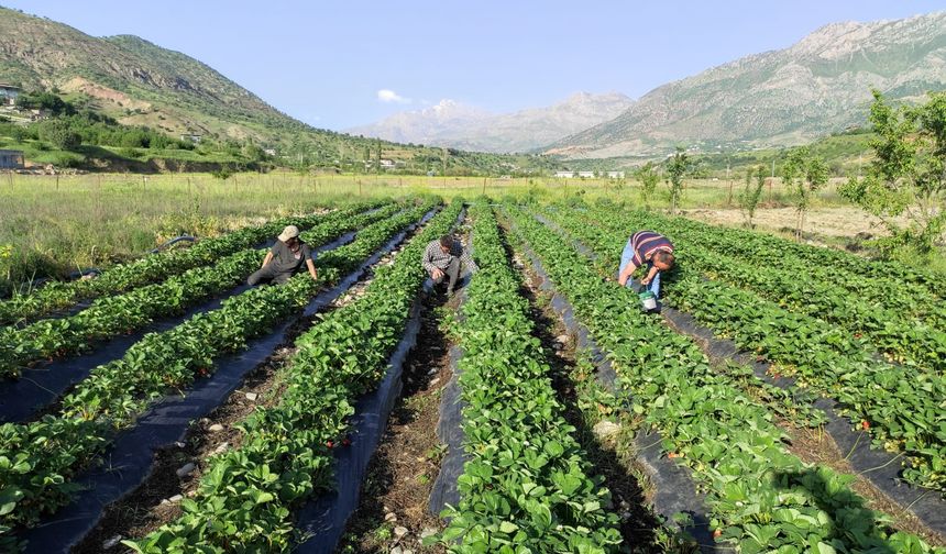 Güneydoğu’nun en lezzetli ürününde hasat zamanı