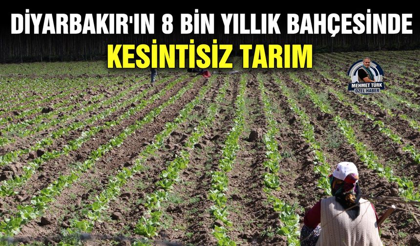 Diyarbakır'da 8 bin yıllık bahçesinde kesintisiz tarım