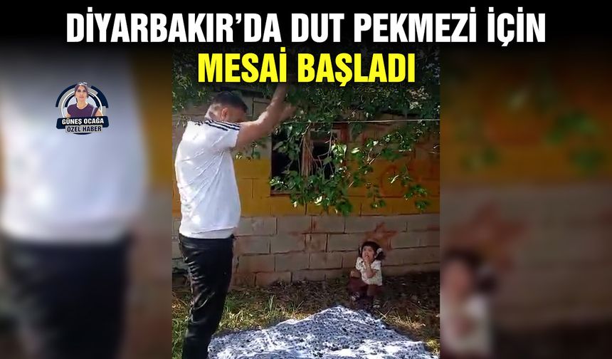 Diyarbakır’da dut pekmezi için mesai başladı