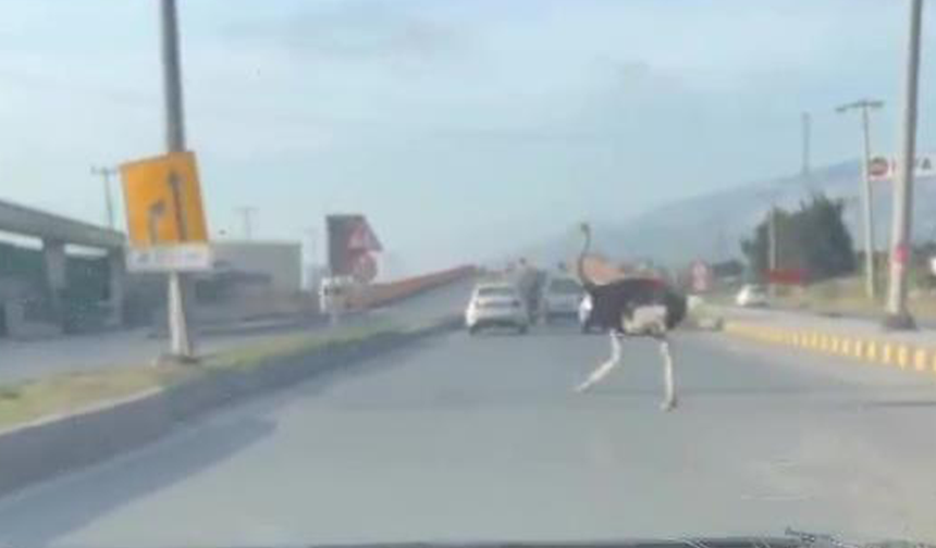 Deve kuşu trafiği alt üst etti