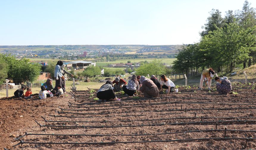 Diyarbakır’da kadınlar “Komün Bostanı” kurdu