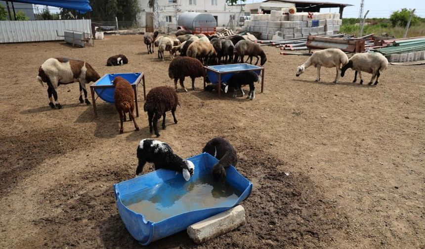 Onlarca kuzu annesiz kaldı