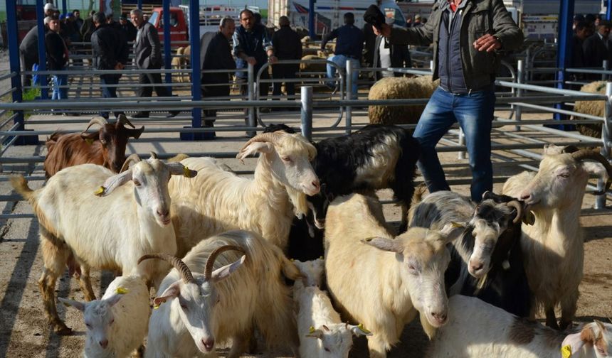 Şap alarmı: 15 mahalle karantinaya alındı