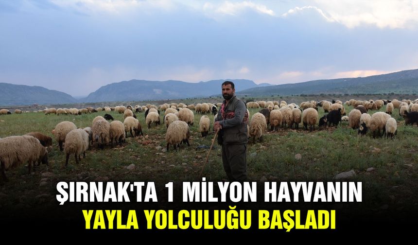 Şırnak'ta 1 milyon hayvanın yayla yolculuğu başladı
