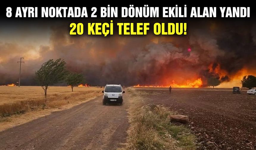 8 ayrı noktada 2 bin dönüm ekili alan yandı 20 Keçi telef oldu!