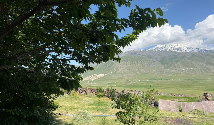 Çorak araziyi ağaçlarla yeşertti