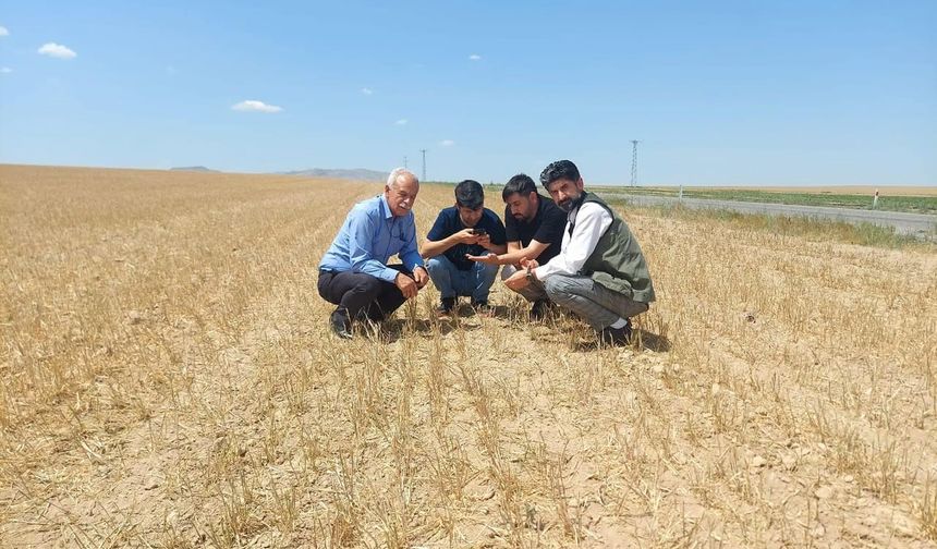 Hububatı kuraklık vurdu
