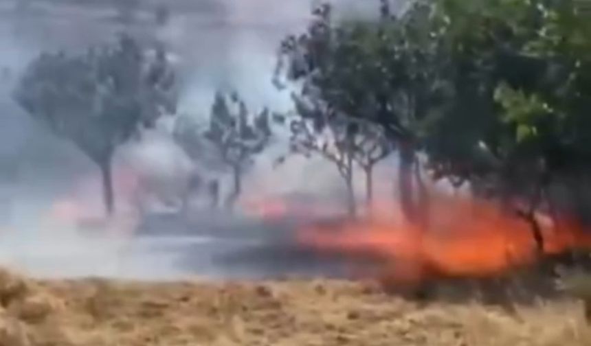 Siirt’te yangın felaketi, fıstık ağaçları kül oldu