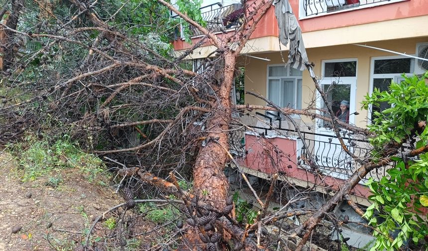 Dev ağaç binanın üzerine devrildi