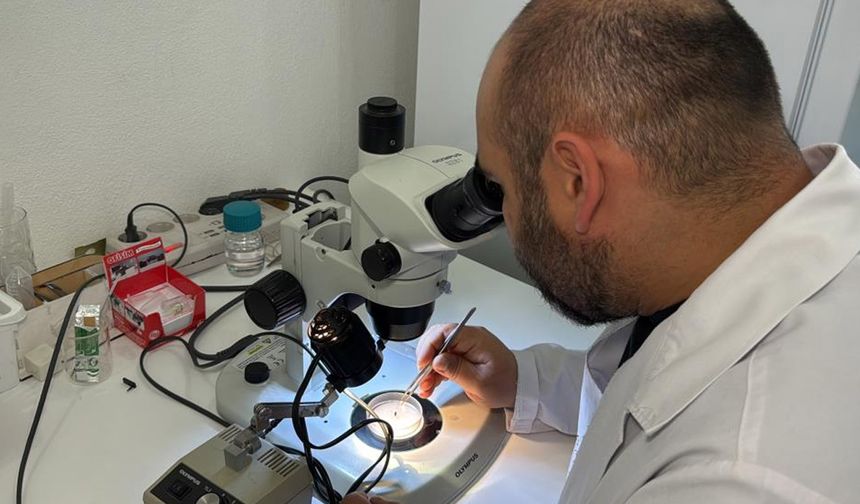 Asya uzun boynuzlu kenesi Türkiye faunasına girdi