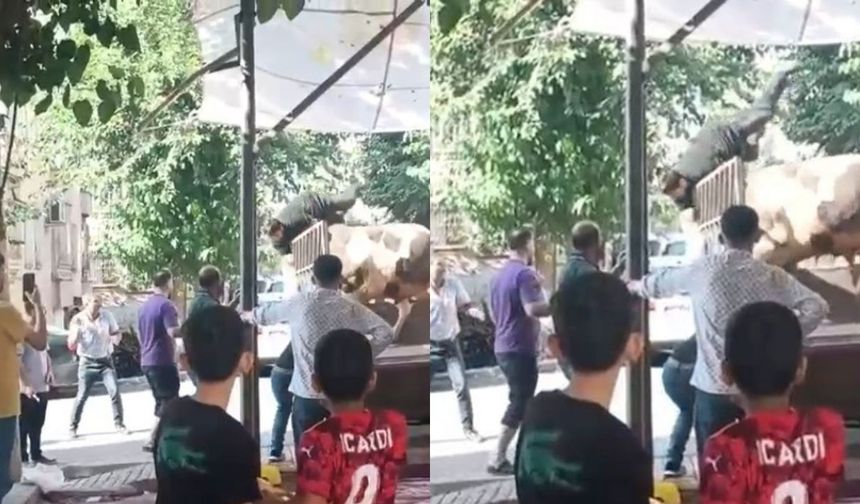 Kurbanlık kızgın boğa kasaba hayatının kabusunu yaşattı