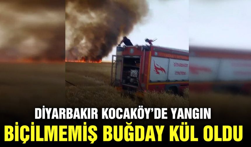 Diyarbakır Kocaköy’de yangın, biçilmemiş buğday kül oldu