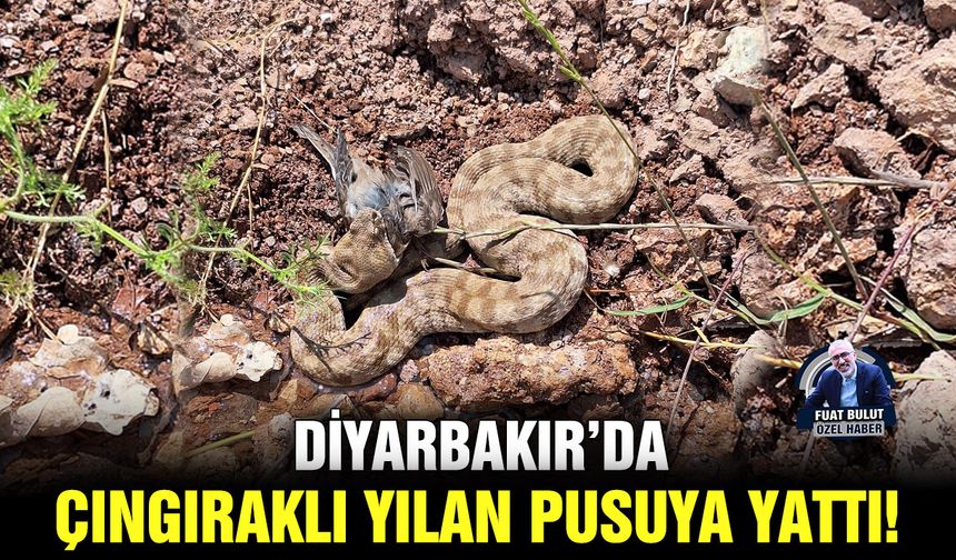 Diyarbakır’da çıngıraklı yılan pusuya yattı!