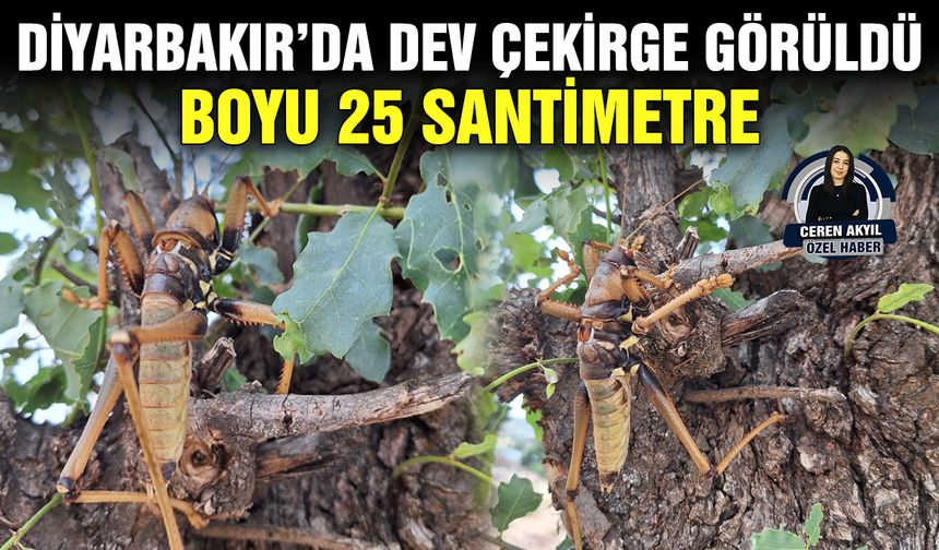 Diyarbakır’da dev çekirge görüldü; Boyu 25 santimetre