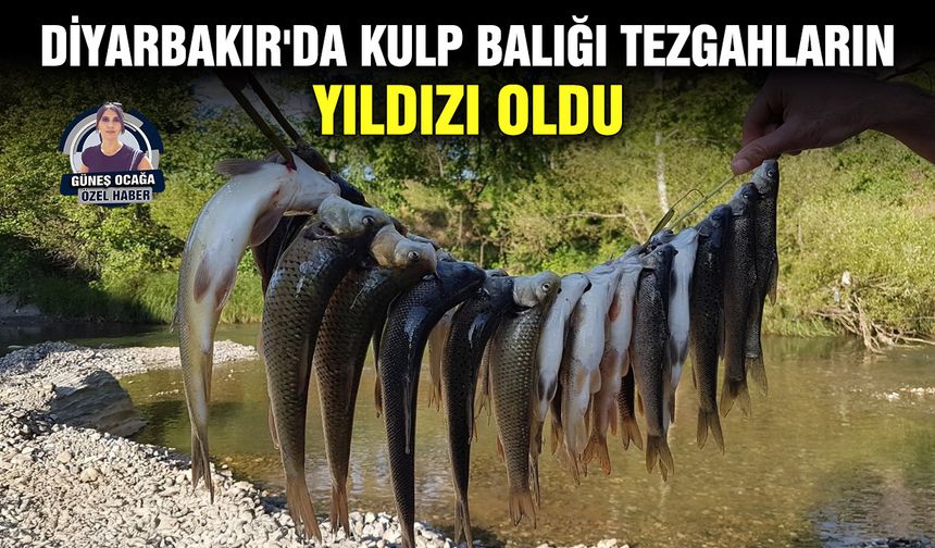 Diyarbakır'da Kulp Balığı tezgahların yıldızı oldu