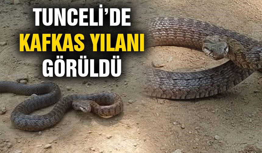 Tunceli’de Kafkas yılanı görüldü