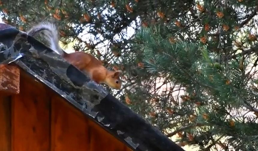 Kars'ta kızıl sincaplar doğayı renklendirdi