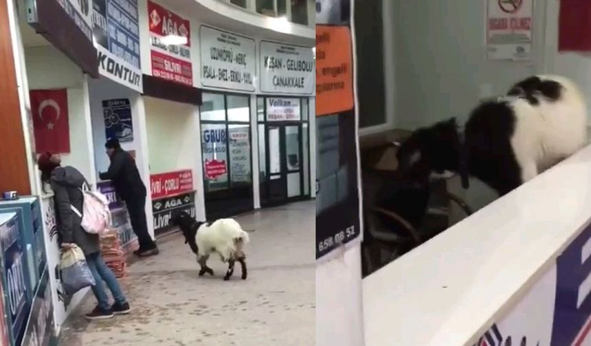 Otogara giren keçi çekmeceden paraları alıp kaçtı