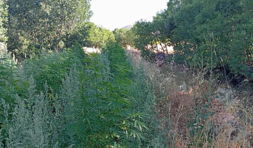 Diyarbakır’ın Hazro ilçesinde kenevir operasyonu!