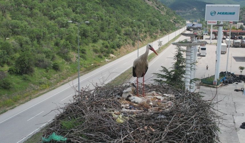 Leylek otelin yavruları dünyaya geldi
