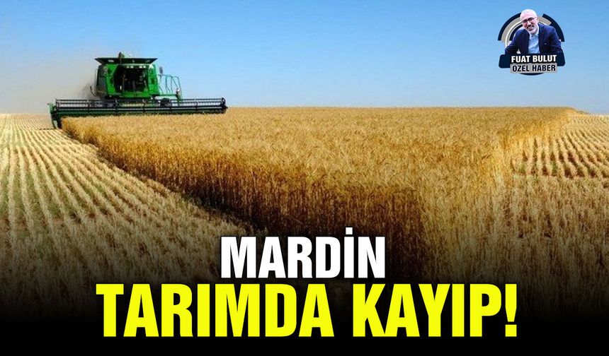 Mardin’de 2025 tarım sezonu: Buğdayda umut, mısırda düşüş