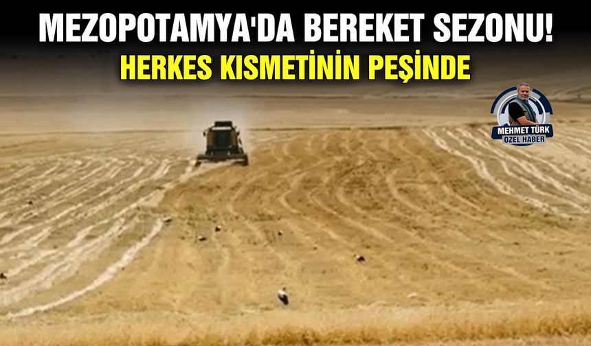 Mezopotamya'da bereket sezonu! Herkes kısmetinin peşinde
