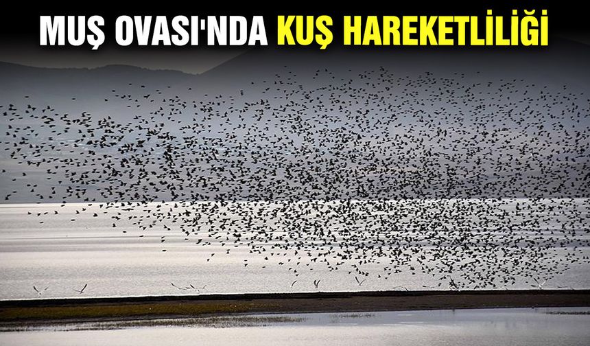 Muş Ovası'nda kuş hareketliliği
