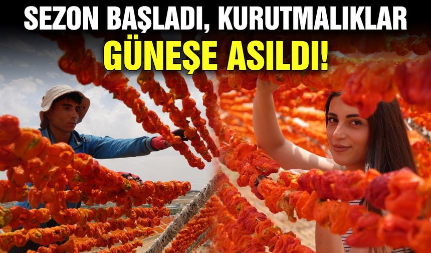 Sezon başladı, kurutmalıklar güneşe asıldı!