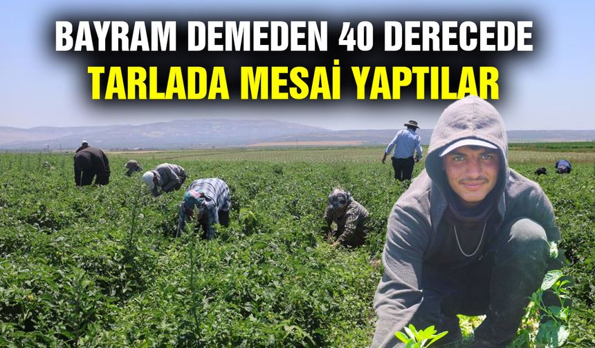 Bayram demeden 40 derecede tarlada mesai yaptılar