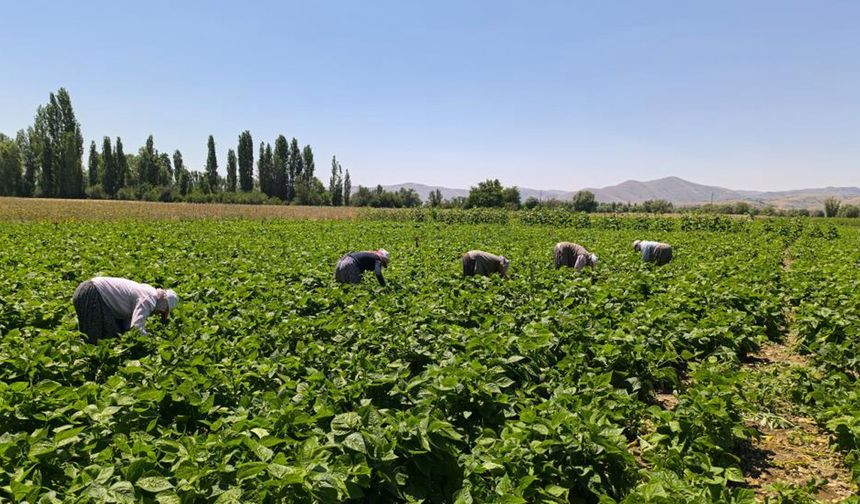 Fasulye hasadı başladı, kilogramı 15-20 TL